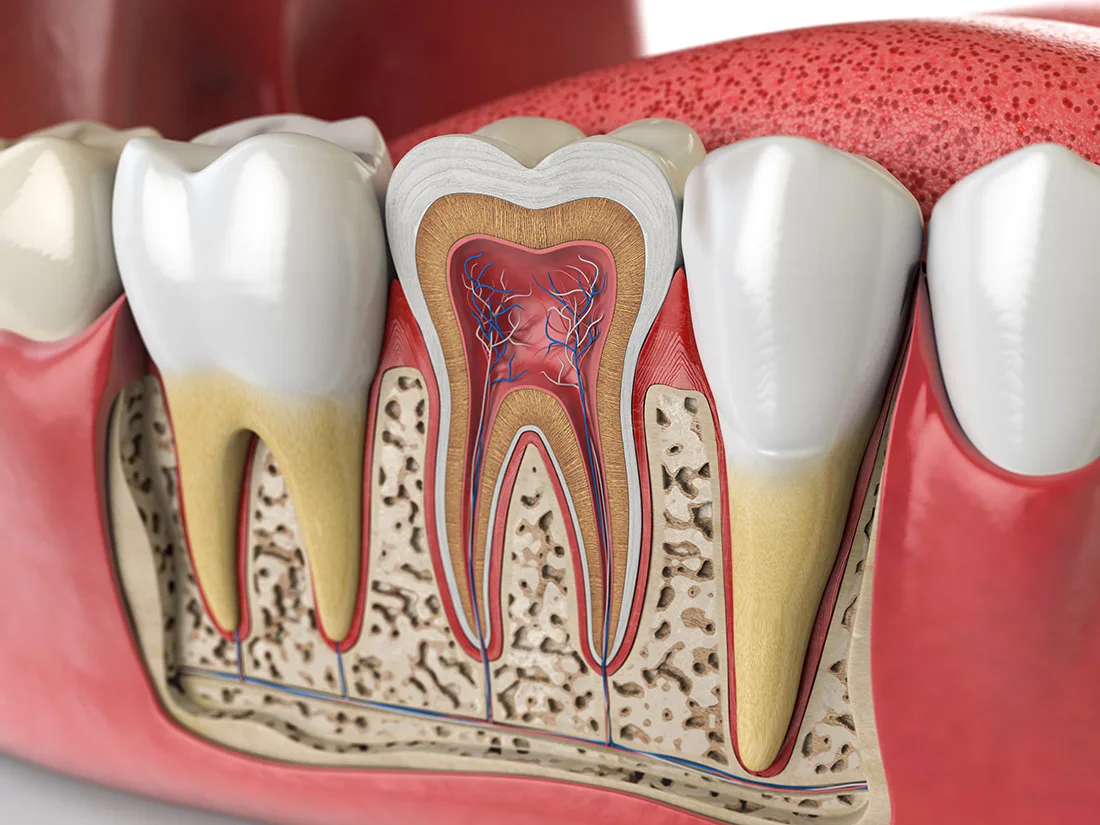 Tooth cross-section showing root canal